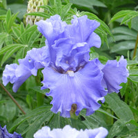 Merchant Marine Bearded Iris