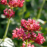 Red Valerian
