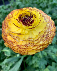 Ranunculus- Elegance Giallo Striato 164B