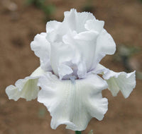 Got Milk Bearded Iris