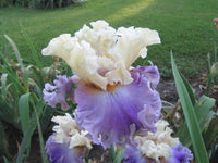 Rhythm of Love Bearded Iris