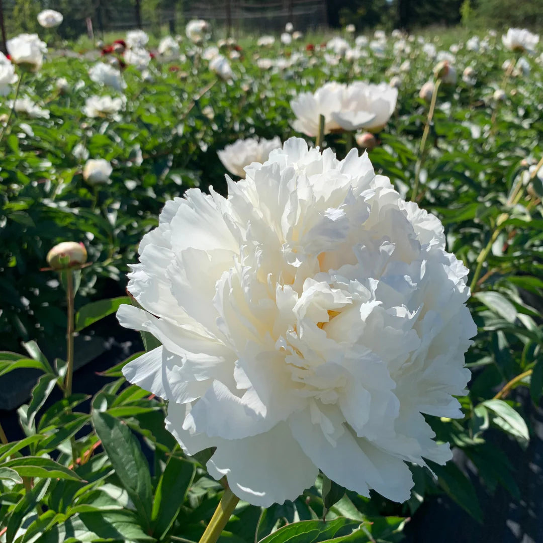 Bowl Of Cream Peony