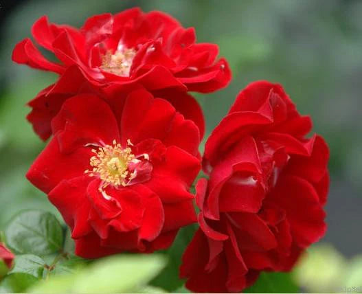 Red Ribbons Groundcover Rose