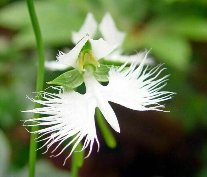 Heirloom Non-GMO Heron Orchid Flower Seeds for Exotic Garden Accents and Elegant Planting