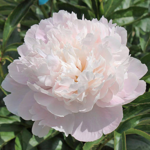 Lady Alexandra Duff Peony