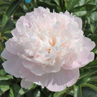 Lady Alexandra Duff Peony