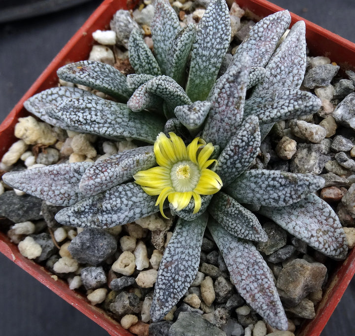 Organic Yellow Nananthus Plant Seeds for Planting – Heirloom, Non-GMO