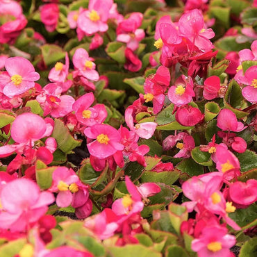 Heirloom Non-GMO Begonia Semperflorens Flower Seeds for Planting – Compact Shade-Loving Blooms