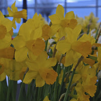 Milena Daffodil Seeds