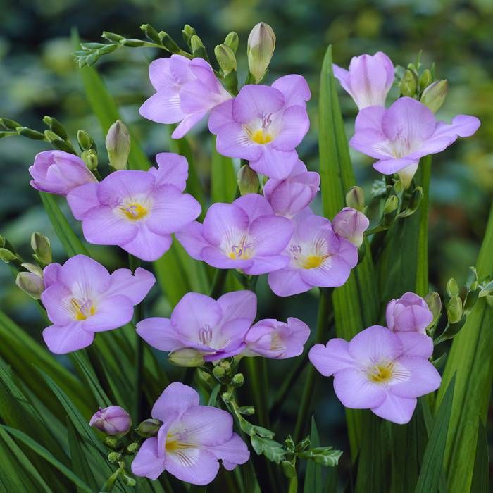 Freesia- Giant Single Blue