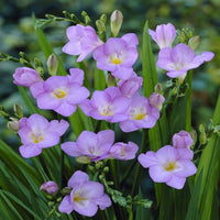 Freesia- Giant Single Blue