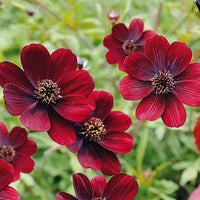 Cosmos- Chocolate (seedling)