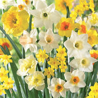 Jonquilla Daffodil Mixture Seeds