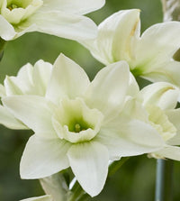 Polar Hunter Daffodil Seeds