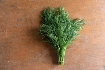 Thalia – Organic Dill Seed