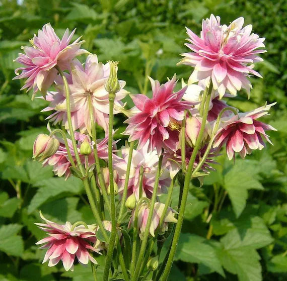 Heirloom Non-GMO Pink Nora Barlow Flower Seeds for Garden Planting – Unique Double Blooms Variety