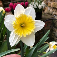 Daffodil- Ice Follies