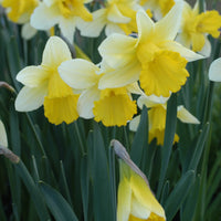 Daffodil- Ptolemy