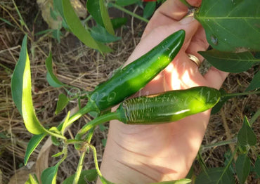 Hot Rod – Serrano Pepper Seed