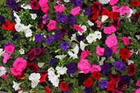 Heirloom Non-GMO Mixed Laura Flower Seeds for Colorful Garden Borders and Seasonal Planting