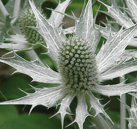 Heirloom Non-GMO Silver Holly Flower Seeds for Winter Gardens and Decorative Landscaping