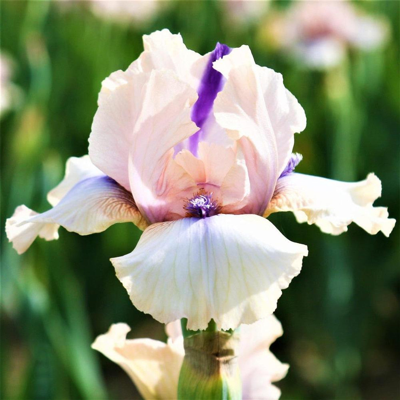 Concertina Reblooming Bearded Iris