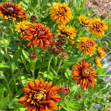 Cherokee Sunset Rudbeckia