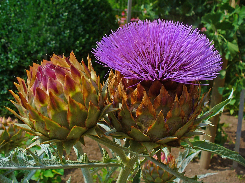 French Artichoke