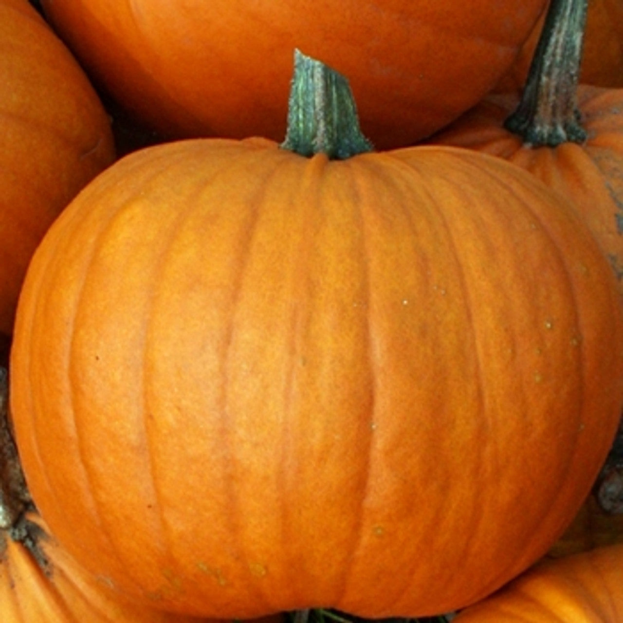 Rocket – Pumpkin Seed