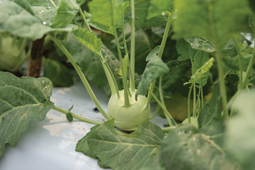 Konan – Organic Kohlrabi Seed
