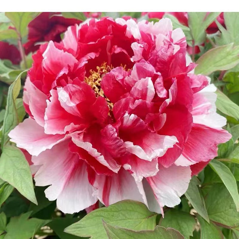 Shima-Nishiki Tree Peony