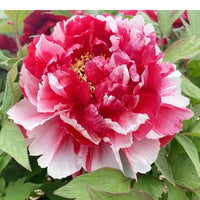Shima-Nishiki Tree Peony