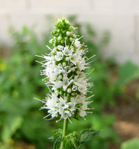 Heirloom Mint Flower Seeds, Non-GMO Fragrant Herb Blooms for Culinary and Garden Planting
