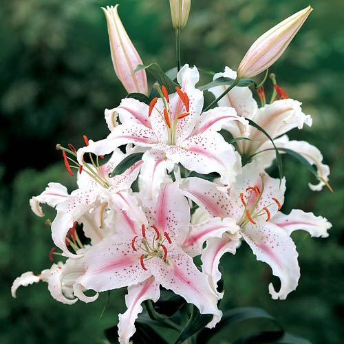 Muscadet Oriental Carpet Border Lily Seeds