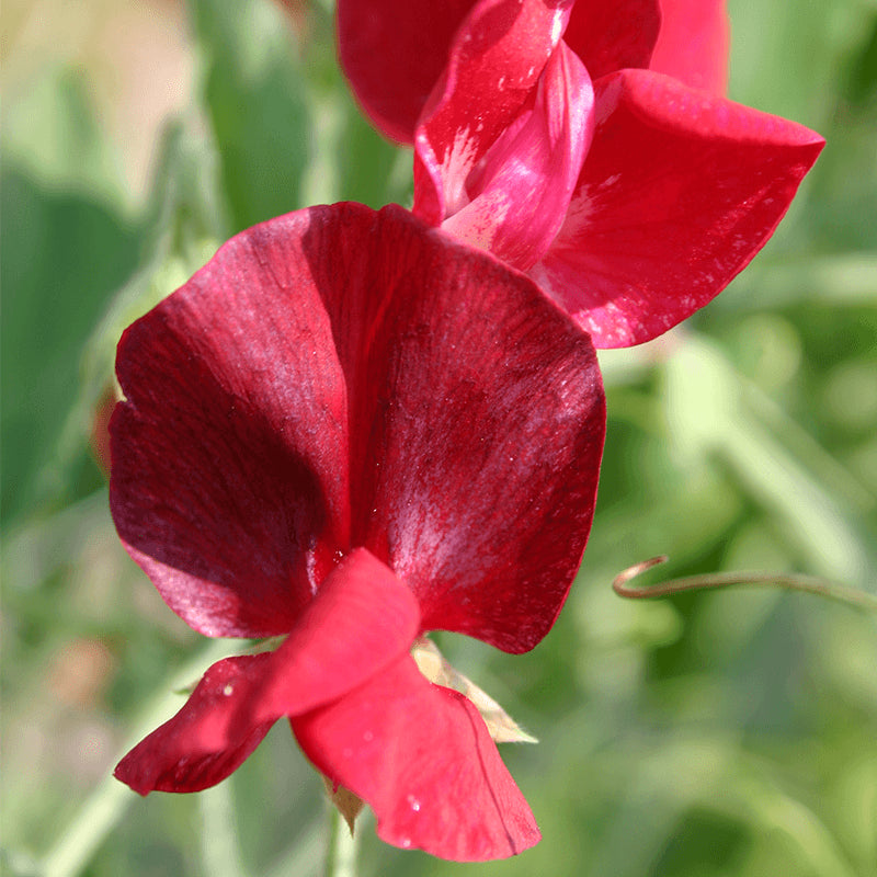 Sweetpea- Elegance Deep Red