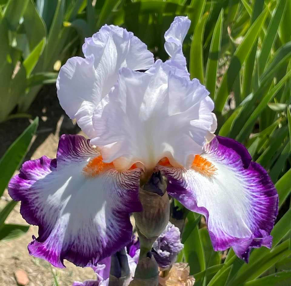 Triple Take Bearded Iris