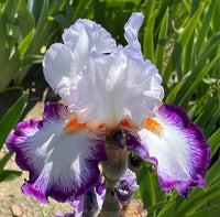 Triple Take Bearded Iris