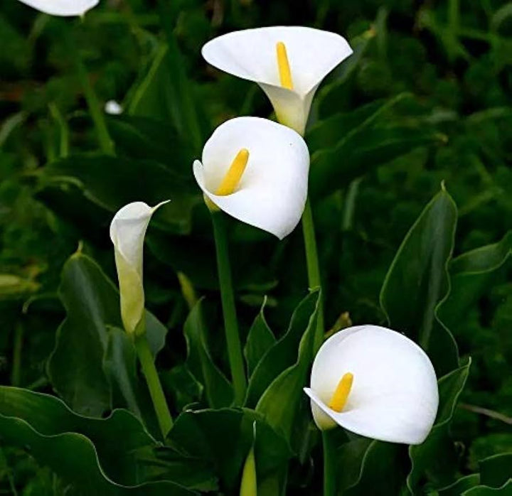 White Calla Lily (zantedeschia Aethiopica) Flower Seeds for Planting - Heirloom Garden Seeds