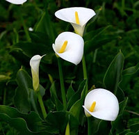 White Calla Lily (zantedeschia Aethiopica) Flower Seeds for Planting - Heirloom Garden Seeds