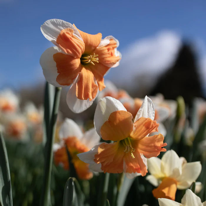 Electrus Daffodil Seeds