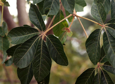 Rautanenii Schinziophyton Seeds for Planting – Organic, Heirloom, Non-GMO