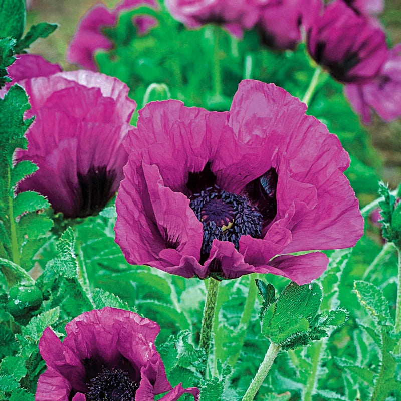 Breck's Colourful Oriental Poppy Collection