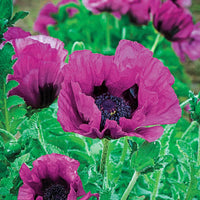 Breck's Colourful Oriental Poppy Collection