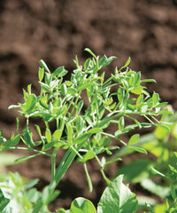 Petite Snap-Greens – Pea Seed