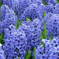 Hyacinth Flower Seeds for Planting – Organic, Heirloom, Non-GMO Seeds