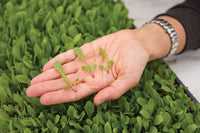 Defender – Organic Lettuce Seed