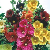 Hollyhock Mixture