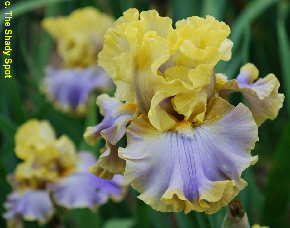 Repertoire Bearded Iris