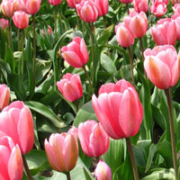 Pink Impression Tulip Seeds
