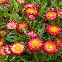 Heirloom Non-GMO Red Strawflower Seeds for Dried Floral Arrangements and Garden Planting